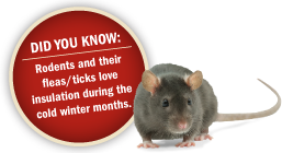 Rodents and their ticks love insulation during the winter season.